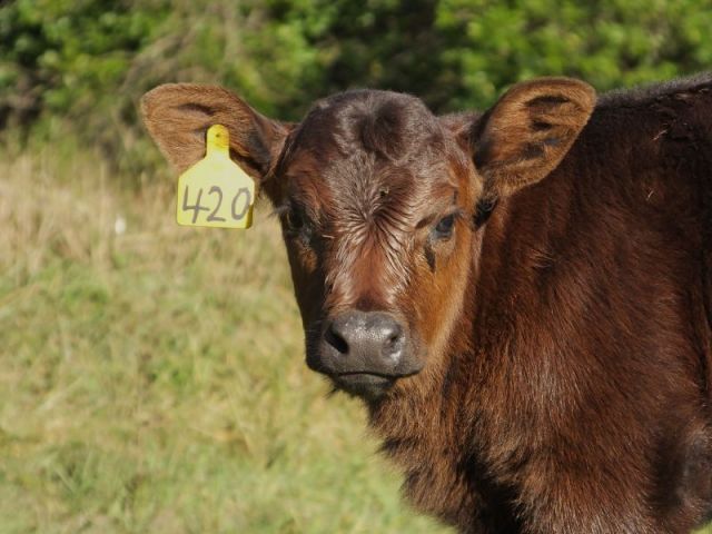 My what big ears you have.