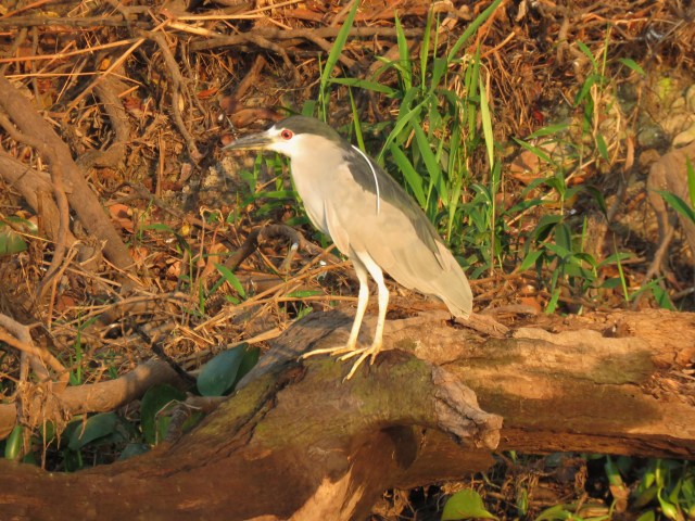 Black-crowned night heron
